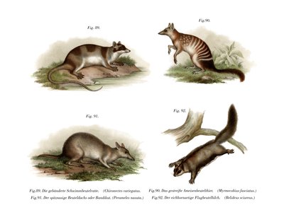 Opossum d
